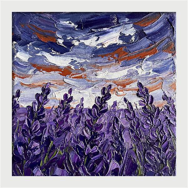 Lavender Fields In Bloom 4909
