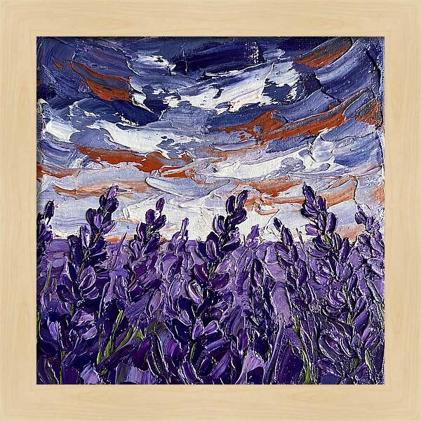 Lavender Fields In Bloom 4909