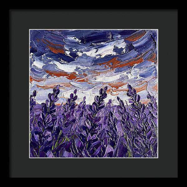 Lavender Fields In Bloom 4909