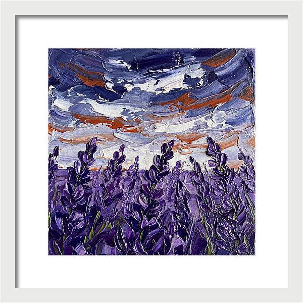 Lavender Fields In Bloom 4909