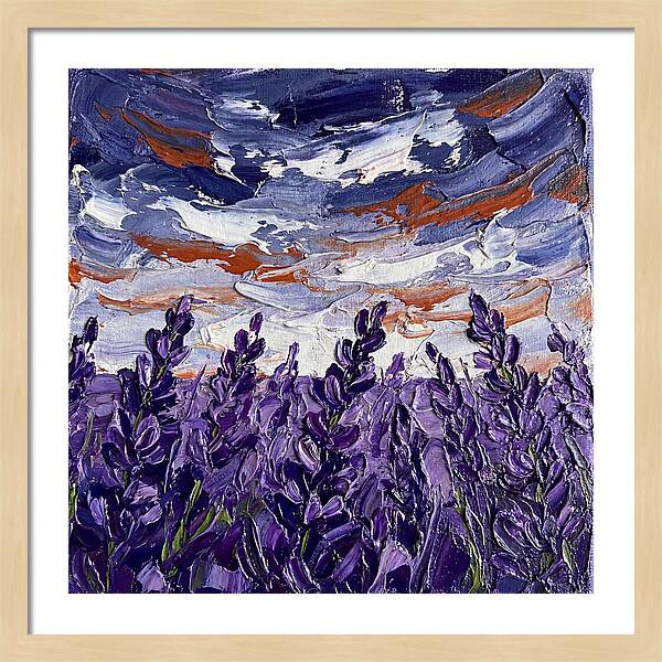 Lavender Fields In Bloom 4909