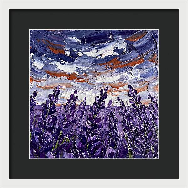Lavender Fields In Bloom 4909