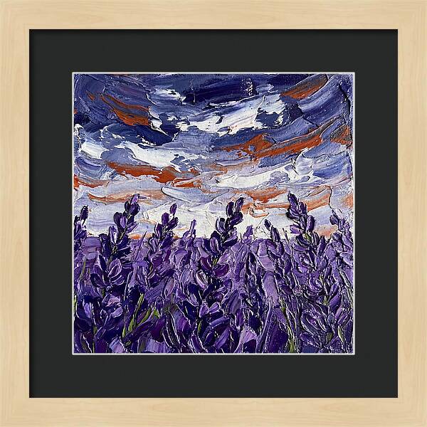 Lavender Fields In Bloom 4909