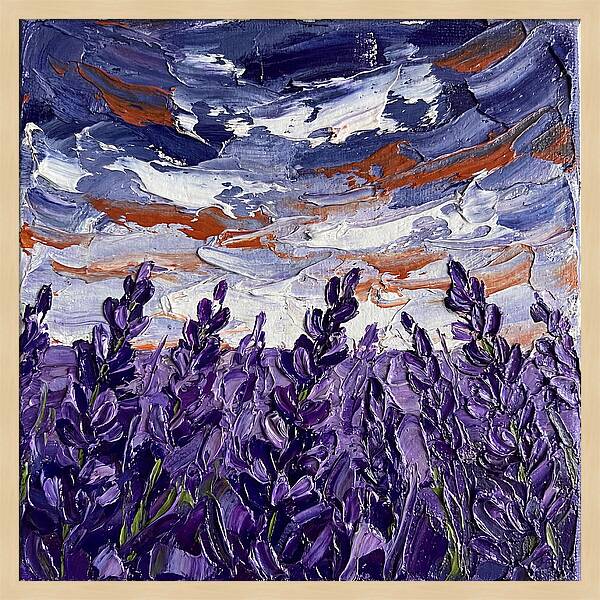 Lavender Fields In Bloom 4909