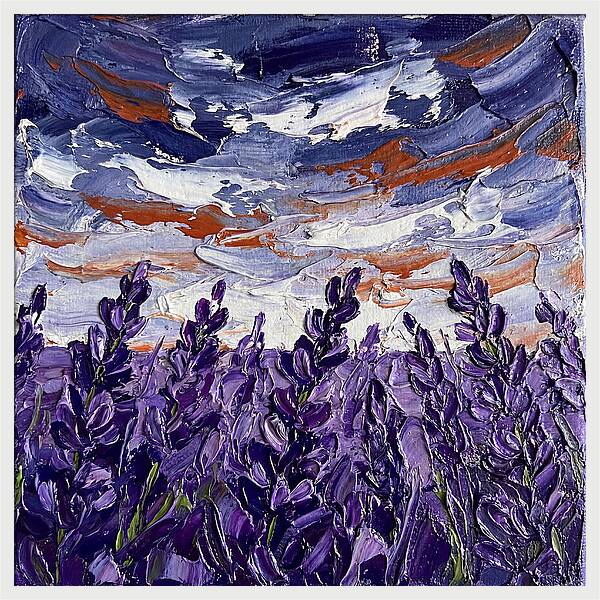 Lavender Fields In Bloom 4909