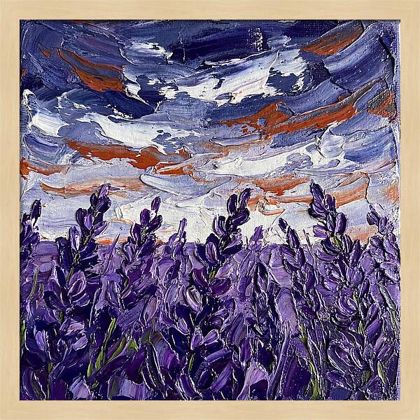 Lavender Fields In Bloom 4909