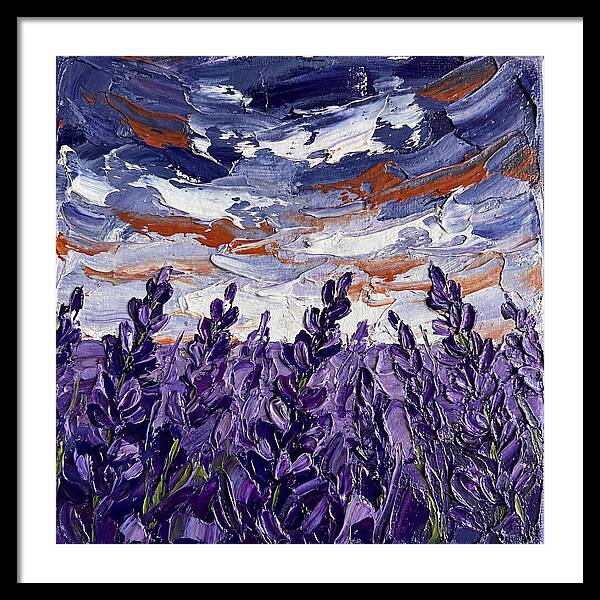 Lavender Fields In Bloom 4909