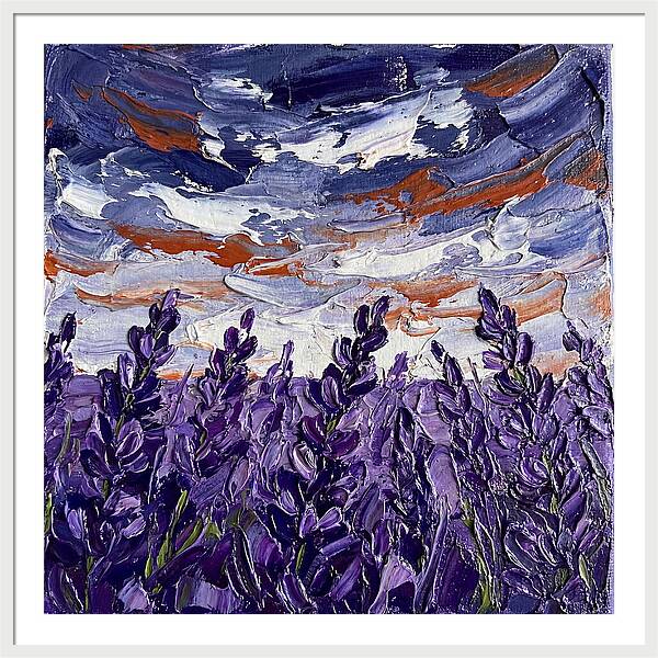 Lavender Fields In Bloom 4909