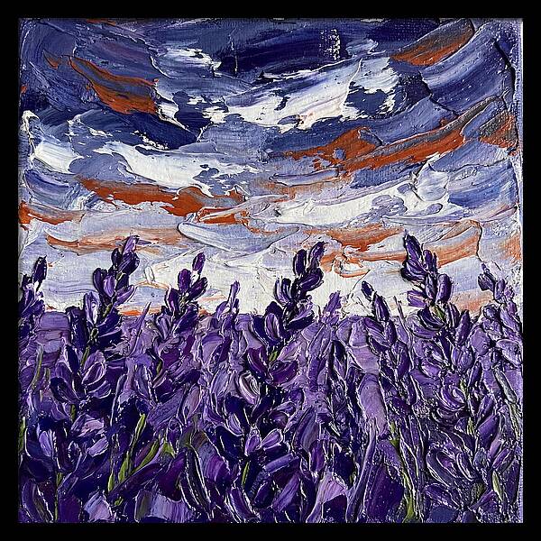 Lavender Fields In Bloom 4909