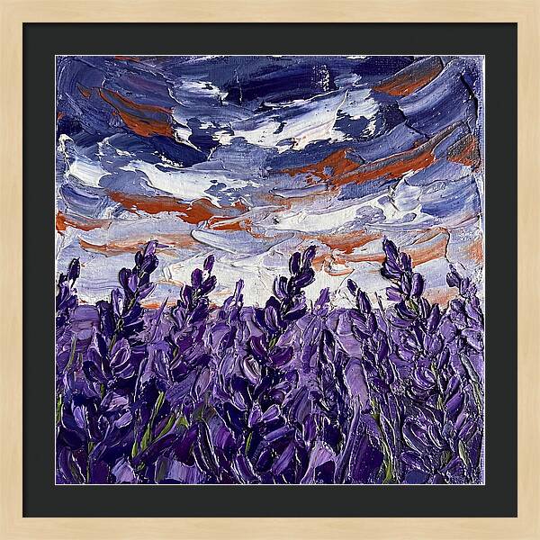 Lavender Fields In Bloom 4909