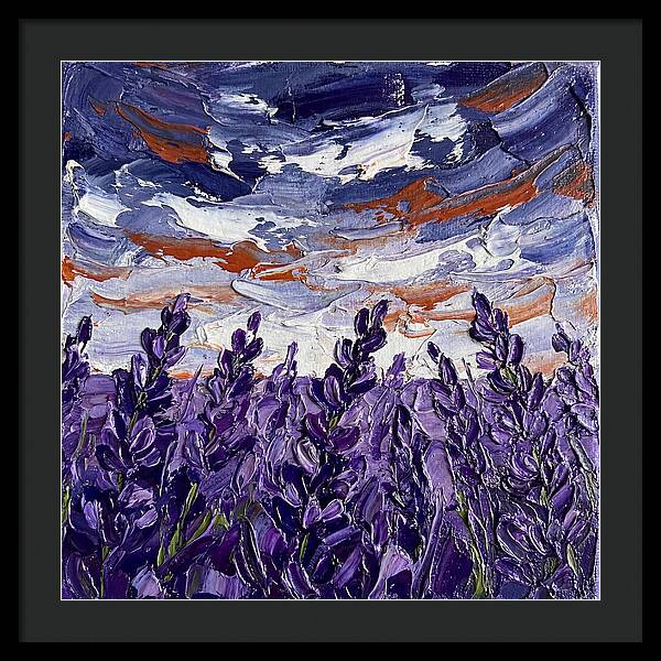 Lavender Fields In Bloom 4909