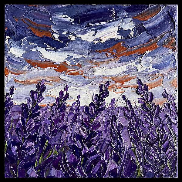 Lavender Fields In Bloom 4909