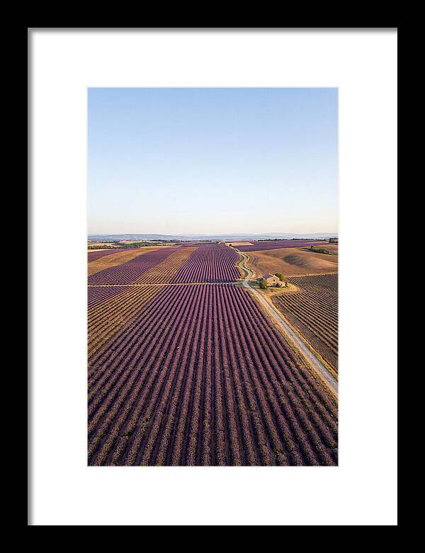 Lavender Fields In Bloom