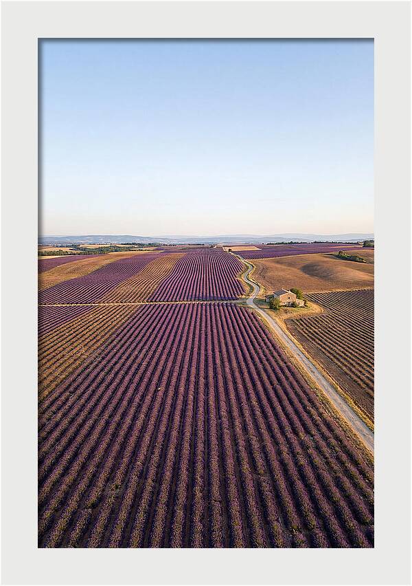 Lavender Fields In Bloom