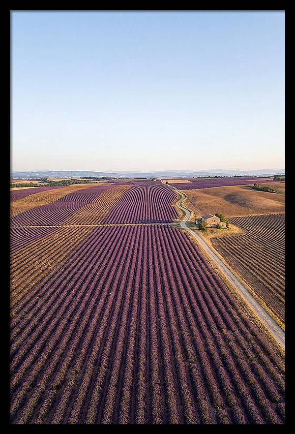 Lavender Fields In Bloom