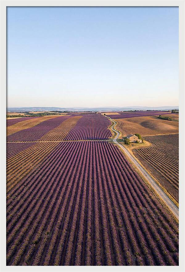 Lavender Fields In Bloom