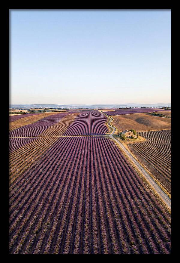 Lavender Fields In Bloom
