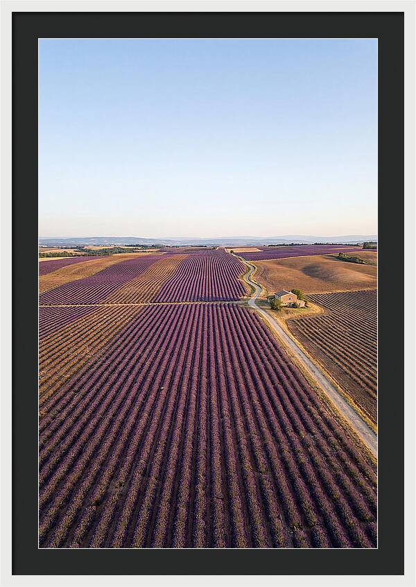 Lavender Fields In Bloom