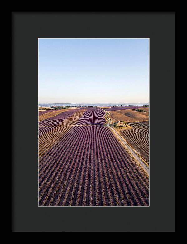 Lavender Fields In Bloom