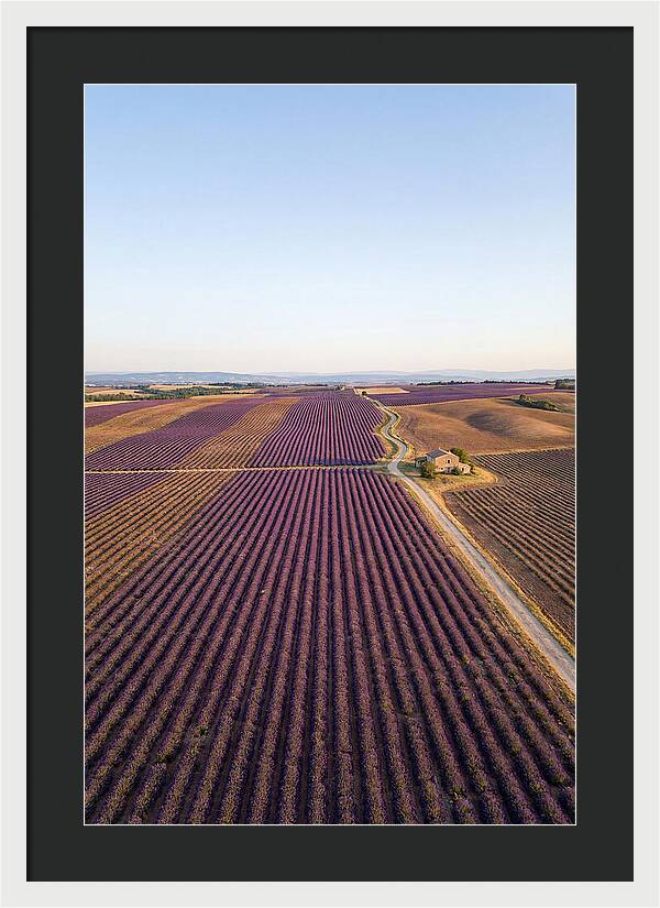 Lavender Fields In Bloom