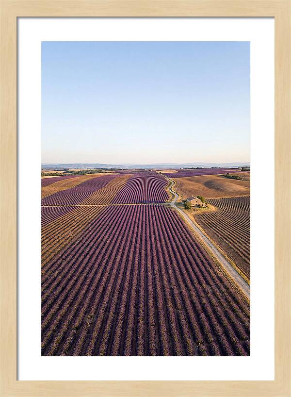 Lavender Fields In Bloom