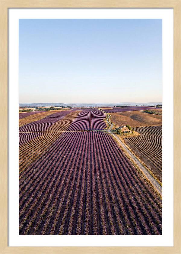 Lavender Fields In Bloom
