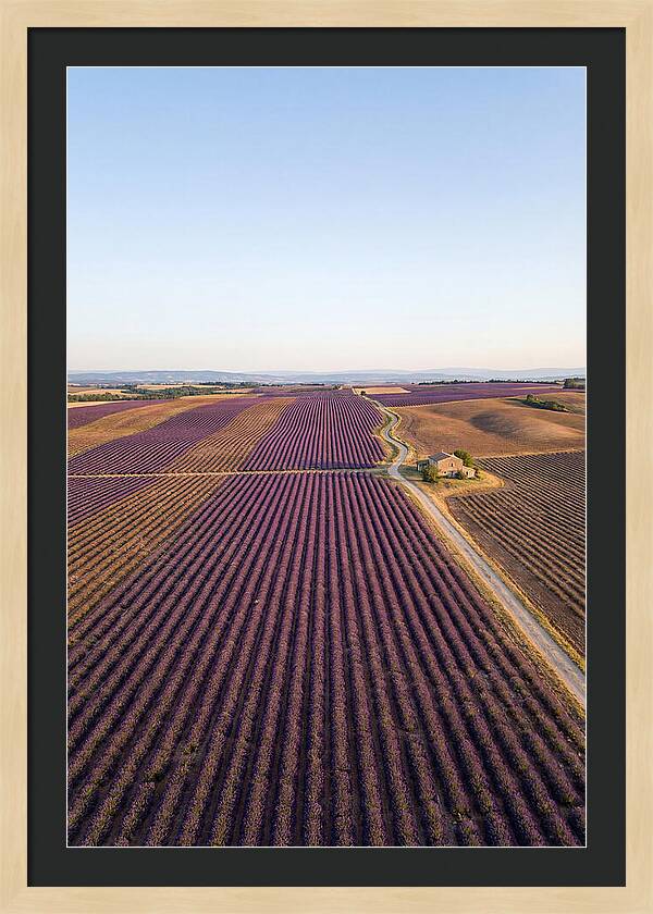 Lavender Fields In Bloom