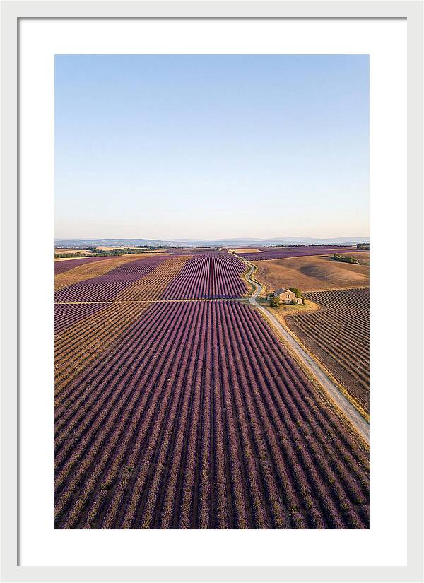 Lavender Fields In Bloom