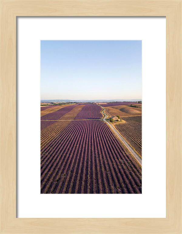 Lavender Fields In Bloom