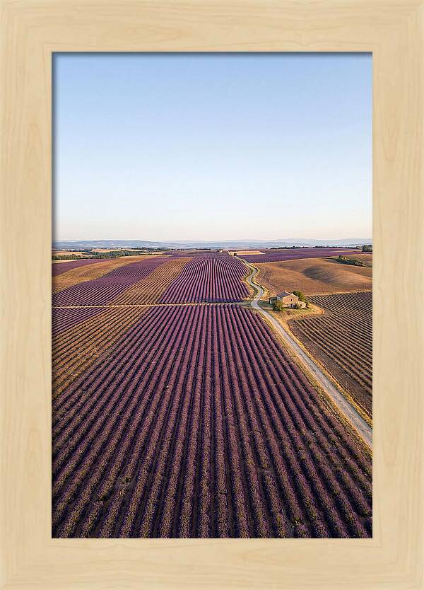 Lavender Fields In Bloom