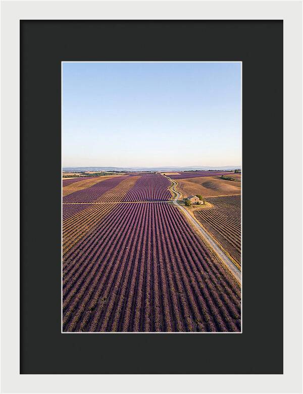 Lavender Fields In Bloom