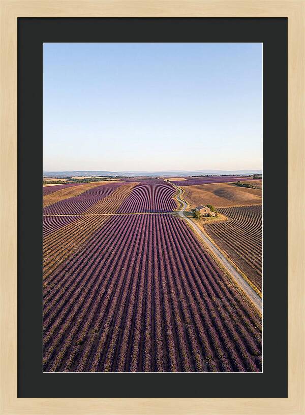 Lavender Fields In Bloom