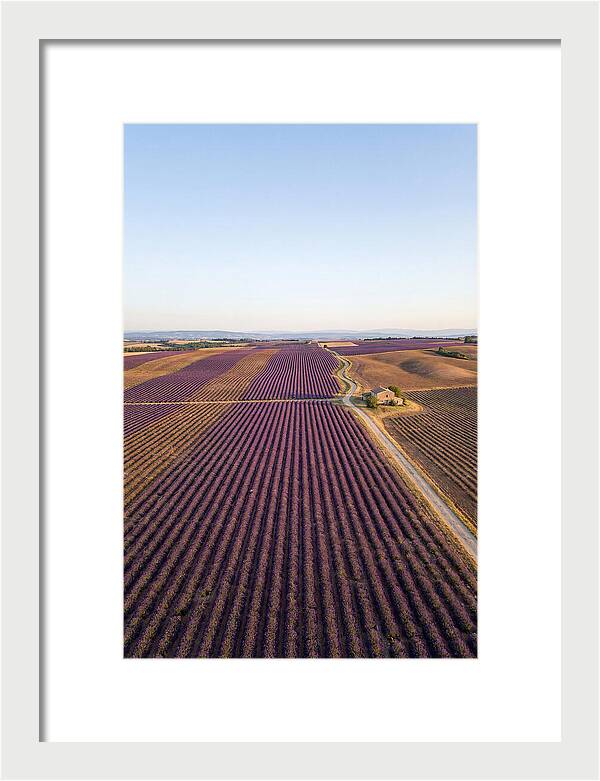 Lavender Fields In Bloom