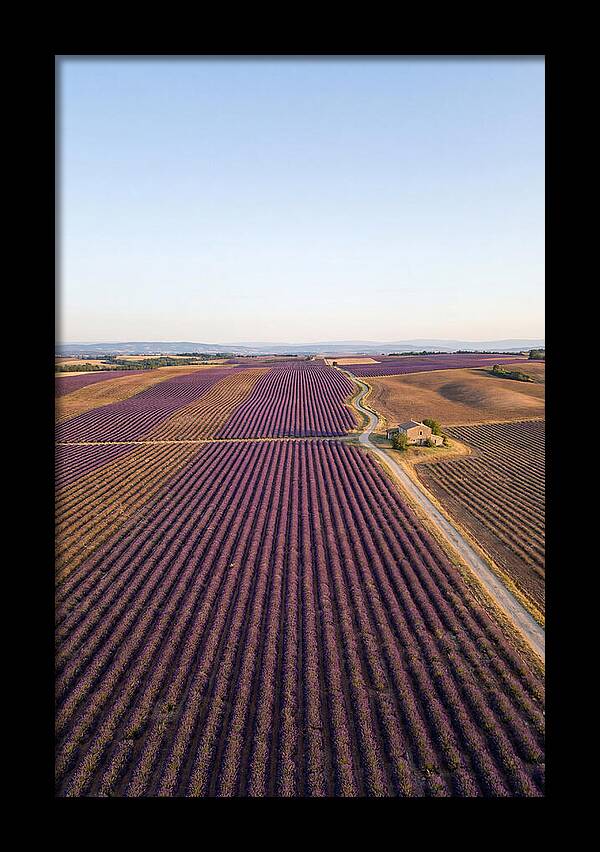 Lavender Fields In Bloom