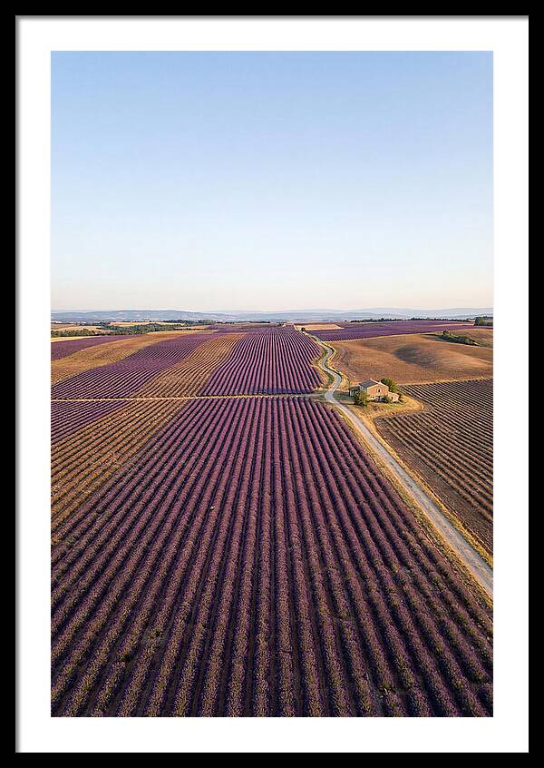 Lavender Fields In Bloom
