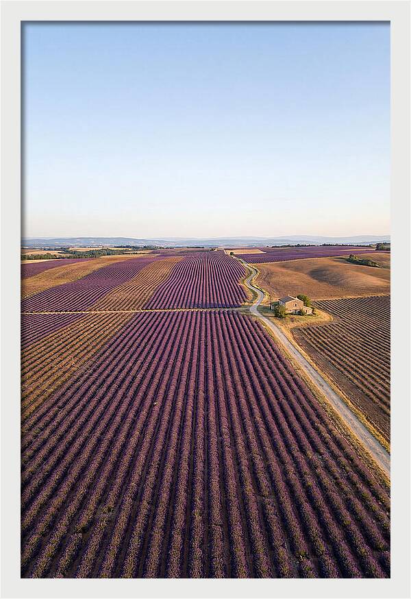 Lavender Fields In Bloom