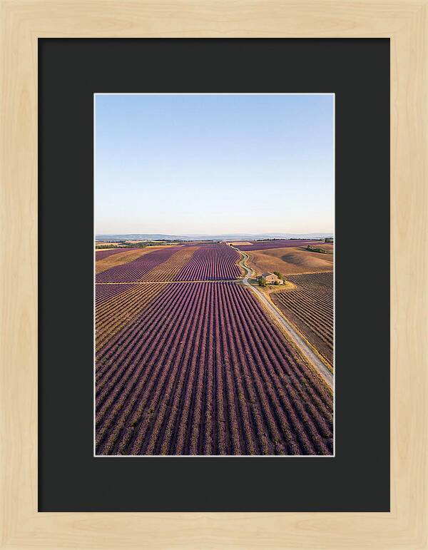 Lavender Fields In Bloom