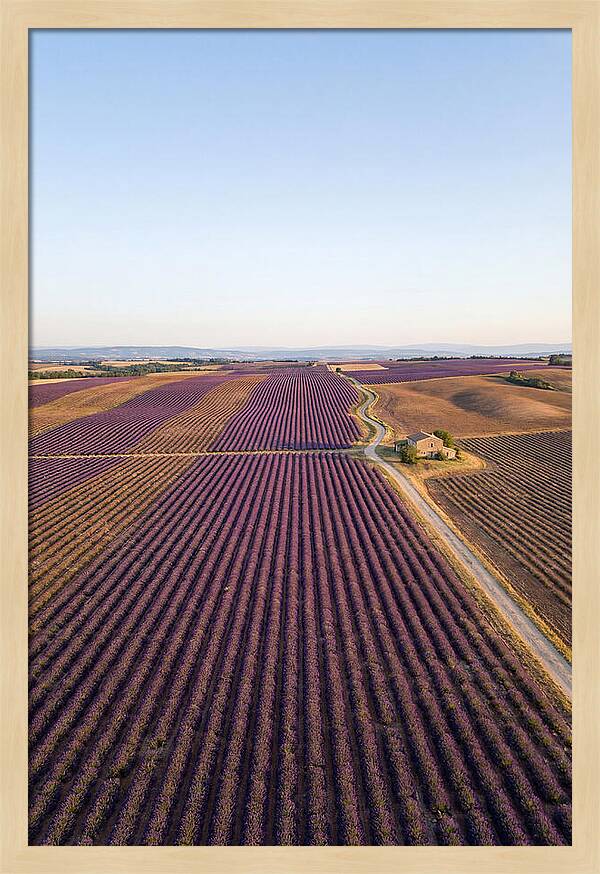 Lavender Fields In Bloom