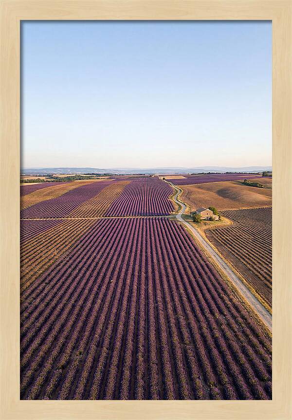 Lavender Fields In Bloom