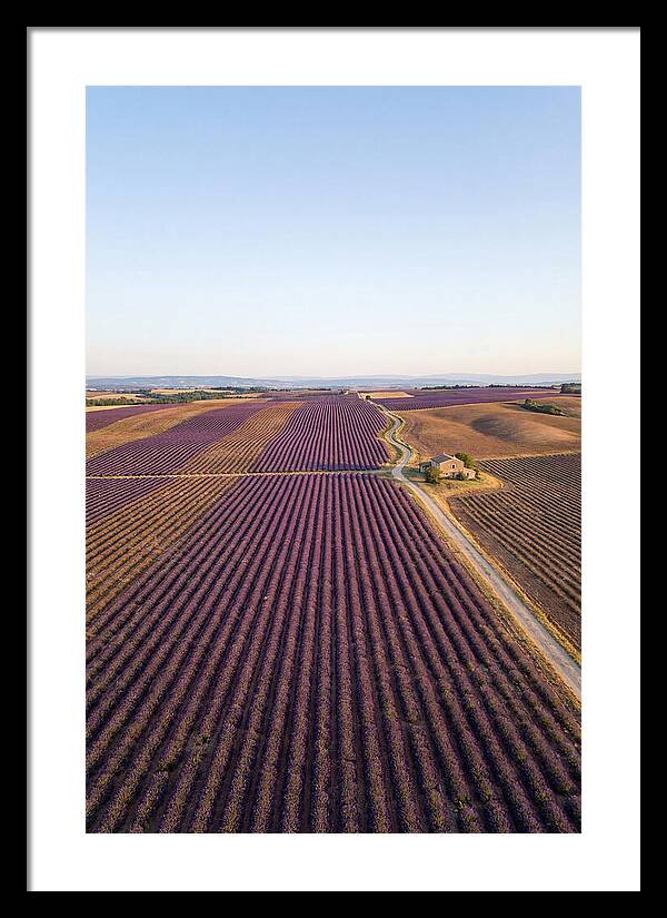Lavender Fields In Bloom