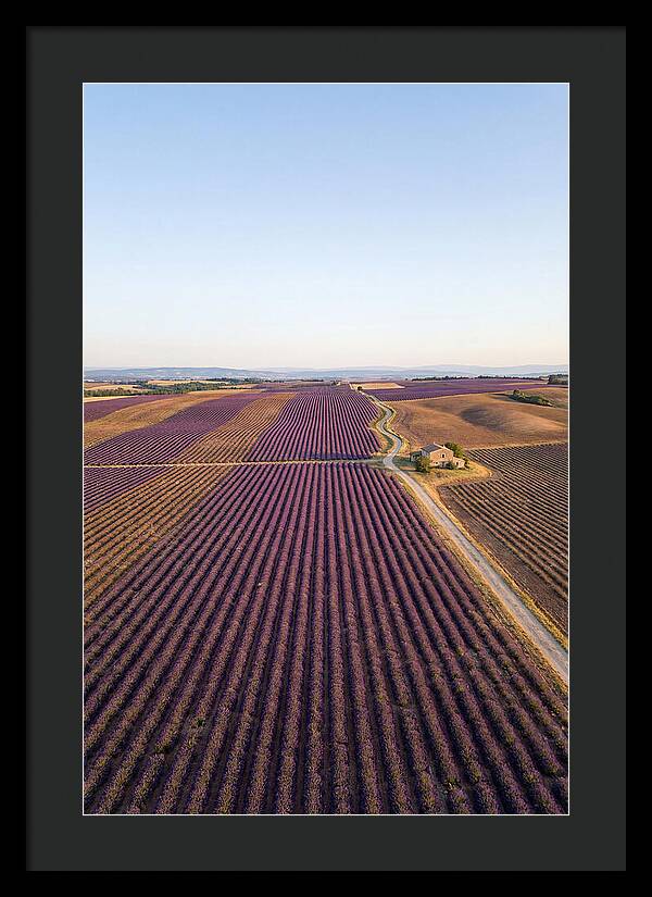 Lavender Fields In Bloom
