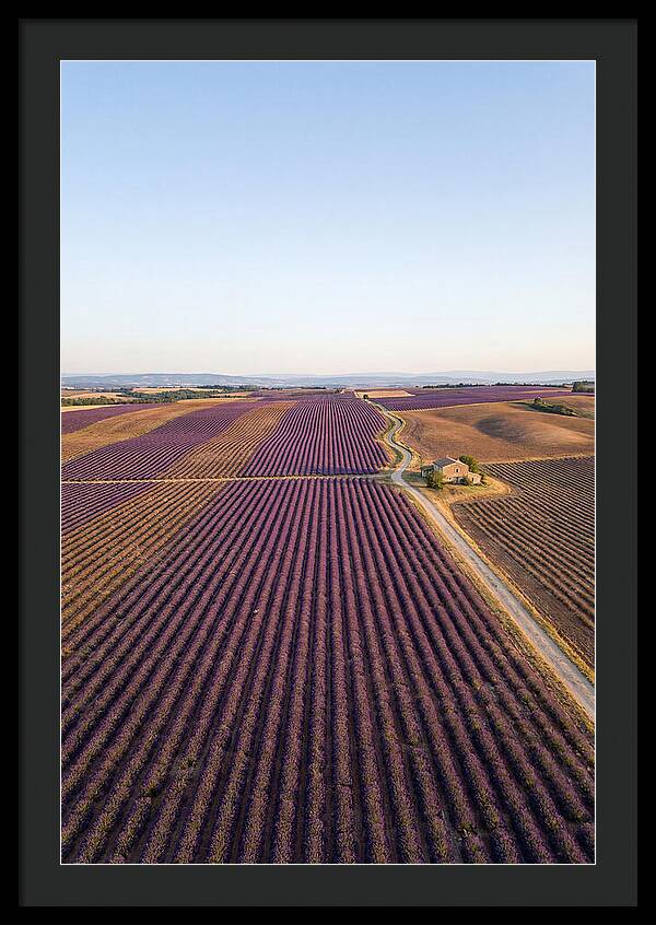 Lavender Fields In Bloom