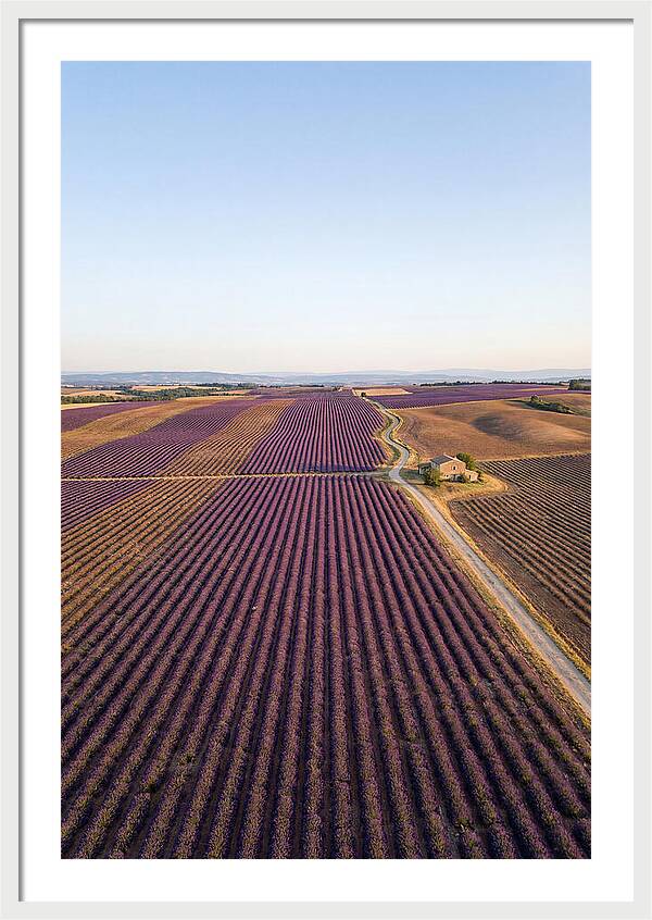 Lavender Fields In Bloom