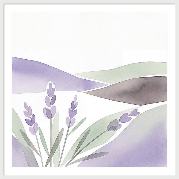 Lavender Fields In Bloom