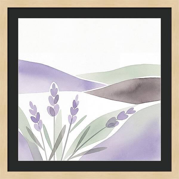 Lavender Fields In Bloom