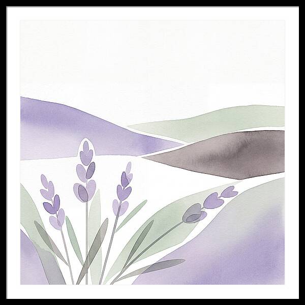 Lavender Fields In Bloom