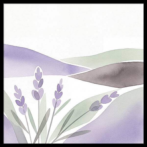 Lavender Fields In Bloom