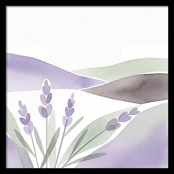 Lavender Fields In Bloom