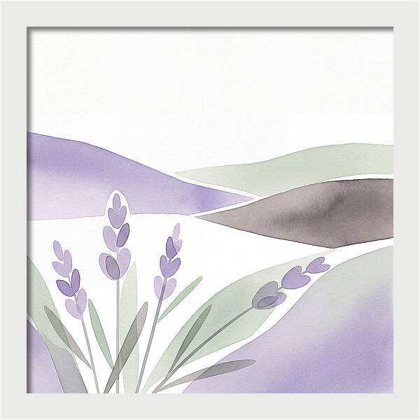 Lavender Fields In Bloom