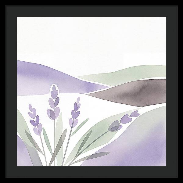 Lavender Fields In Bloom